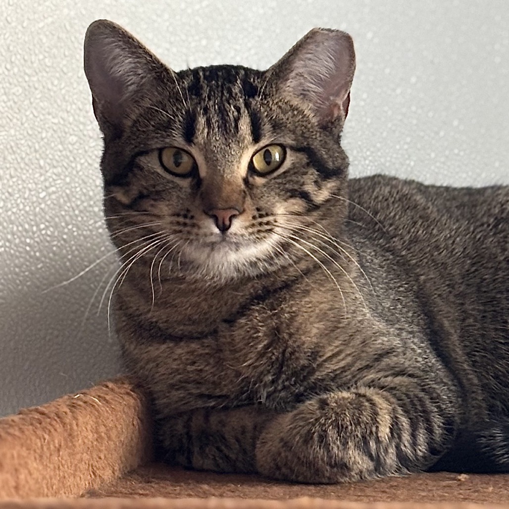 Partridge, an adoptable Domestic Short Hair in Brighton, MO, 65617 | Photo Image 3