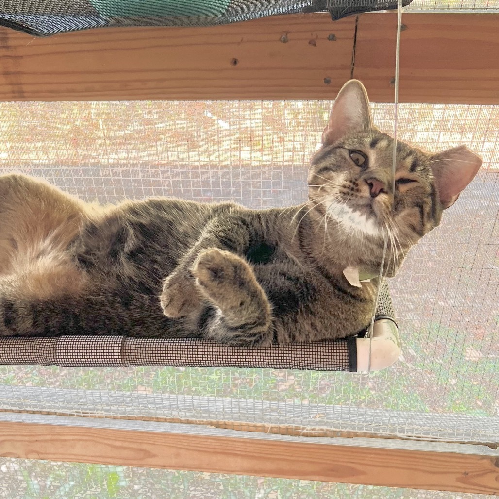 Partridge, an adoptable Domestic Short Hair in Brighton, MO, 65617 | Photo Image 5