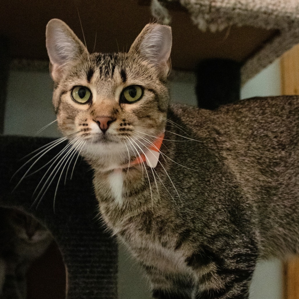 Peacock, an adoptable Domestic Short Hair in Brighton, MO, 65617 | Photo Image 1