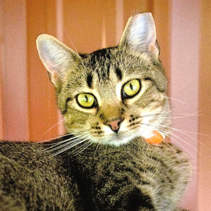 Peacock, an adoptable Domestic Short Hair in Brighton, MO, 65617 | Photo Image 1