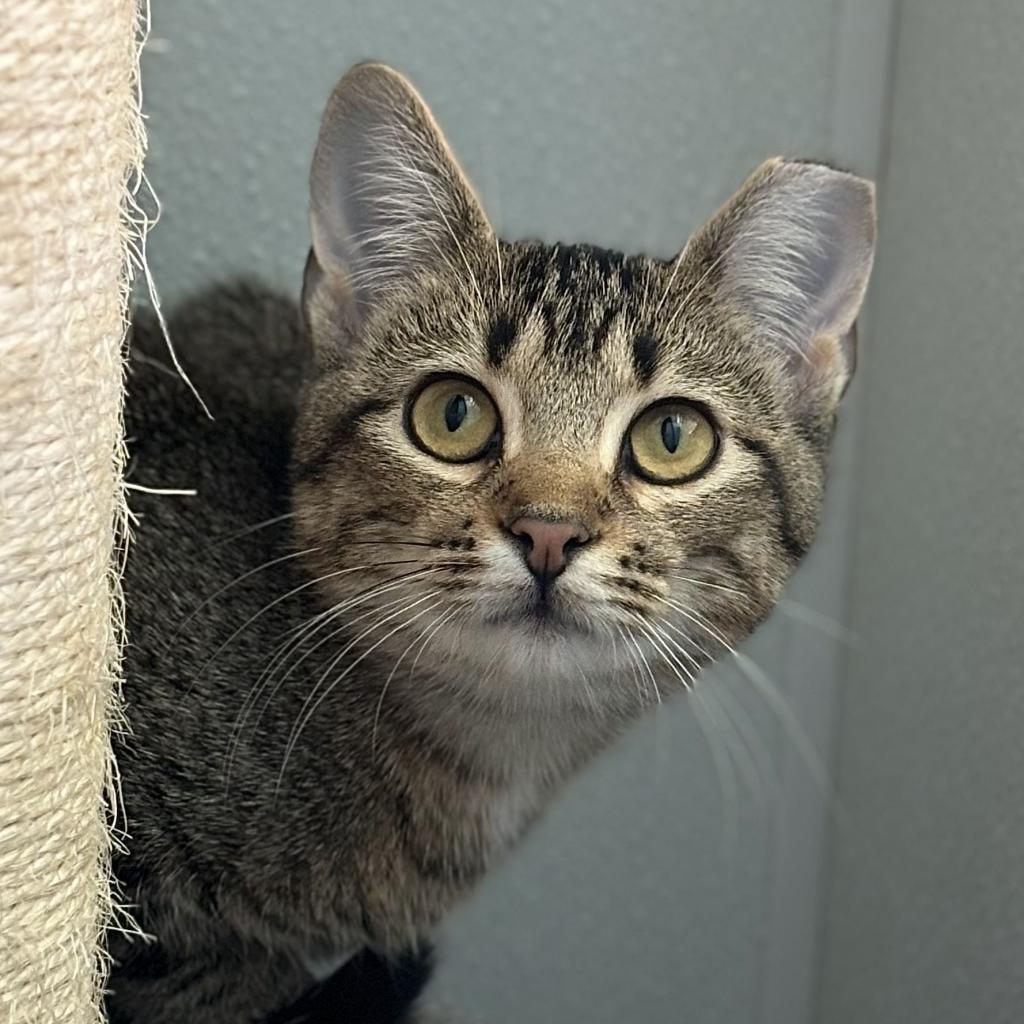 Peacock, an adoptable Domestic Short Hair in Brighton, MO, 65617 | Photo Image 2
