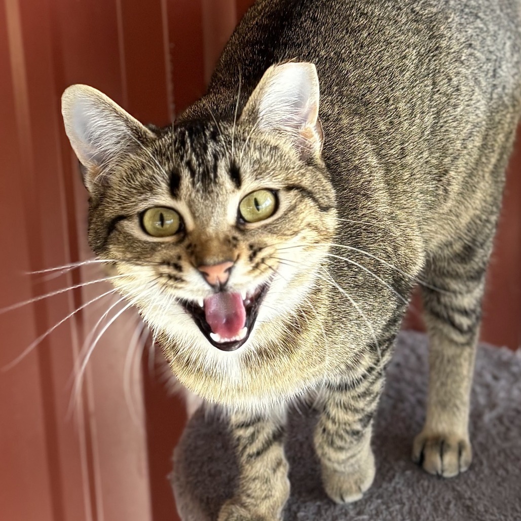 Peacock, an adoptable Domestic Short Hair in Brighton, MO, 65617 | Photo Image 2