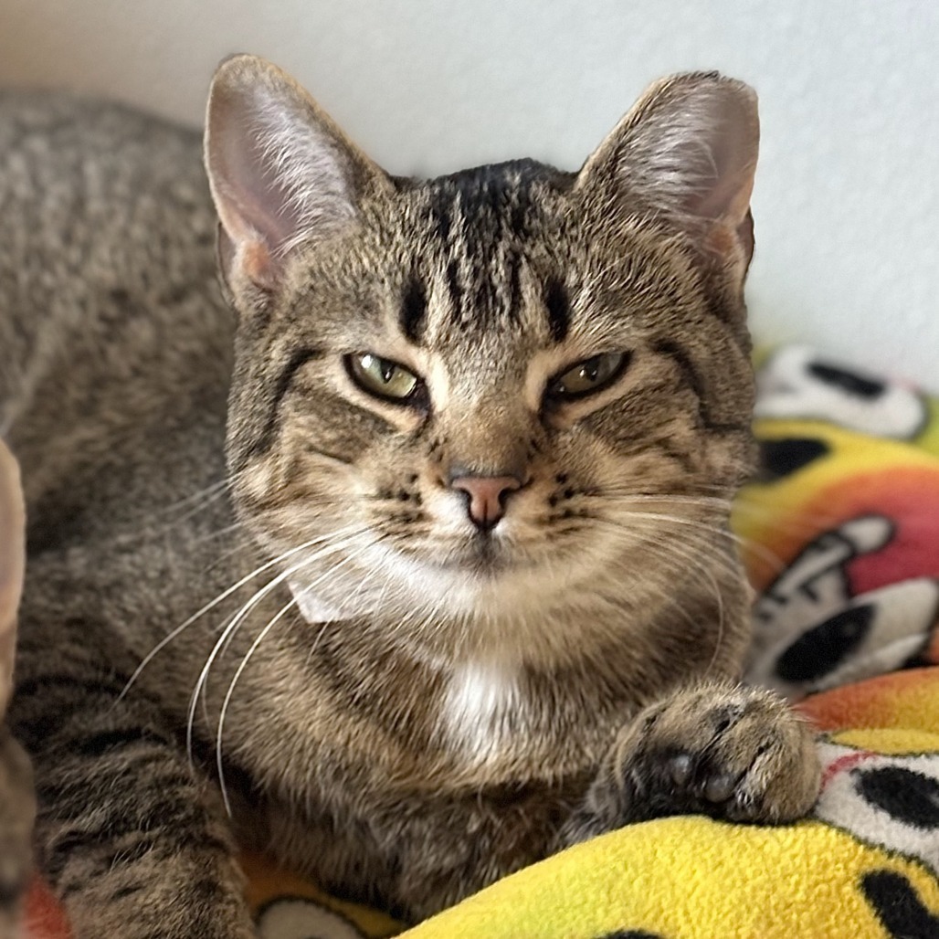 Peacock, an adoptable Domestic Short Hair in Brighton, MO, 65617 | Photo Image 3