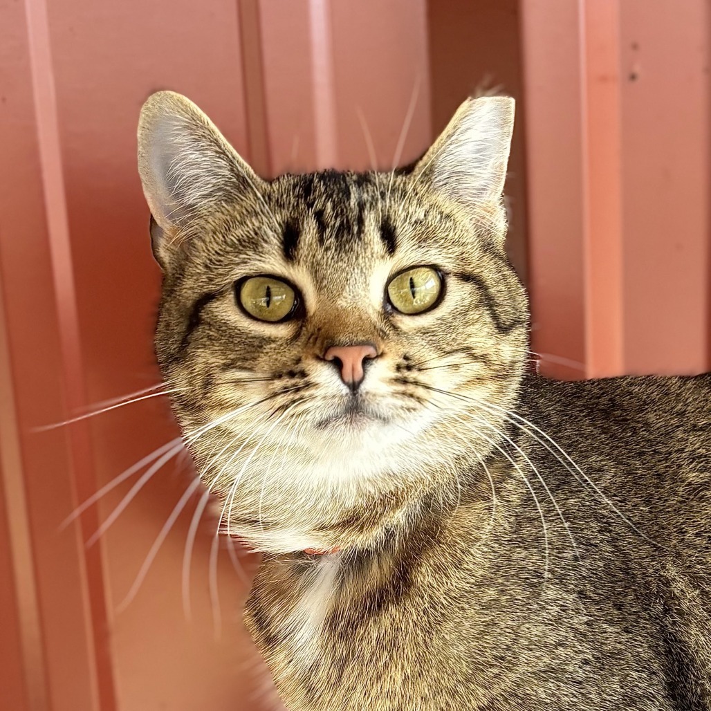 Peacock, an adoptable Domestic Short Hair in Brighton, MO, 65617 | Photo Image 3