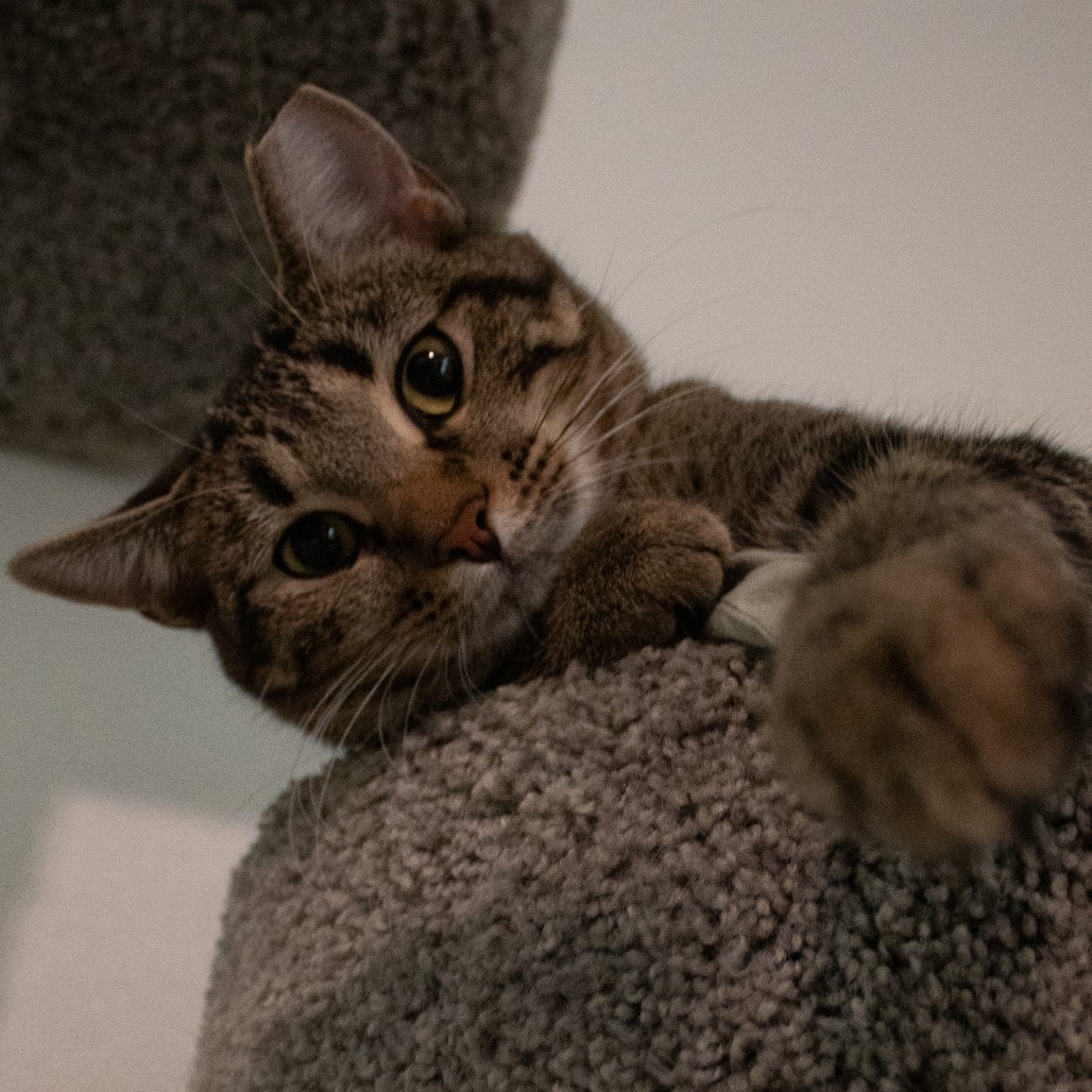 Peacock, an adoptable Domestic Short Hair in Brighton, MO, 65617 | Photo Image 4