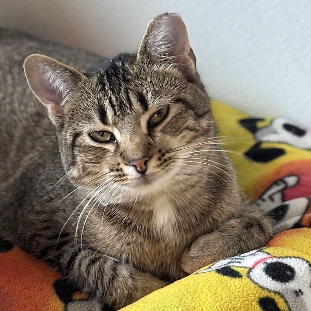Peacock, an adoptable Domestic Short Hair in Brighton, MO, 65617 | Photo Image 4