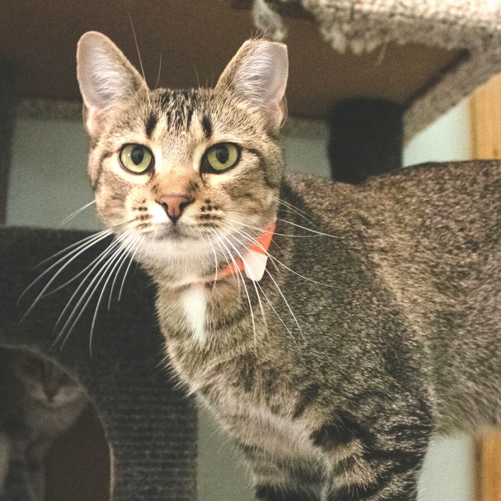 Peacock, an adoptable Domestic Short Hair in Brighton, MO, 65617 | Photo Image 4