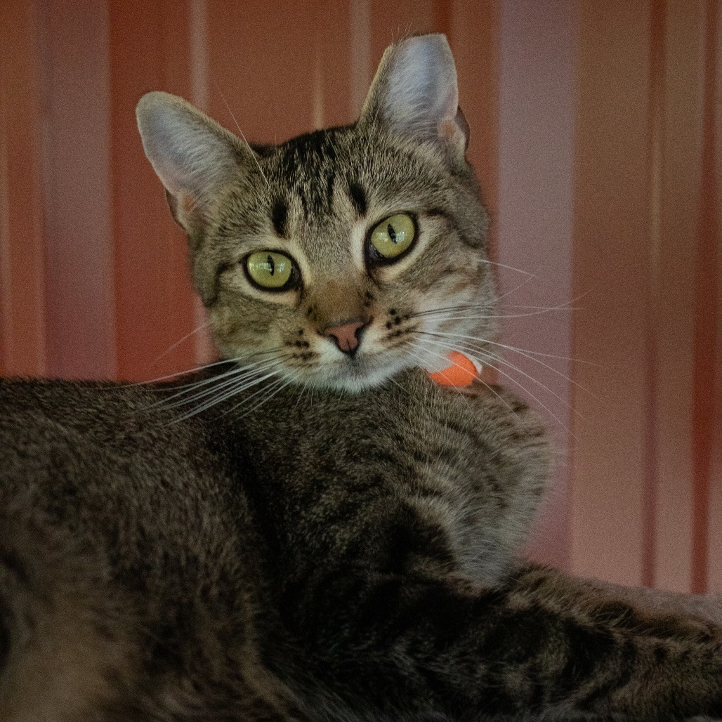 Peacock, an adoptable Domestic Short Hair in Brighton, MO, 65617 | Photo Image 5