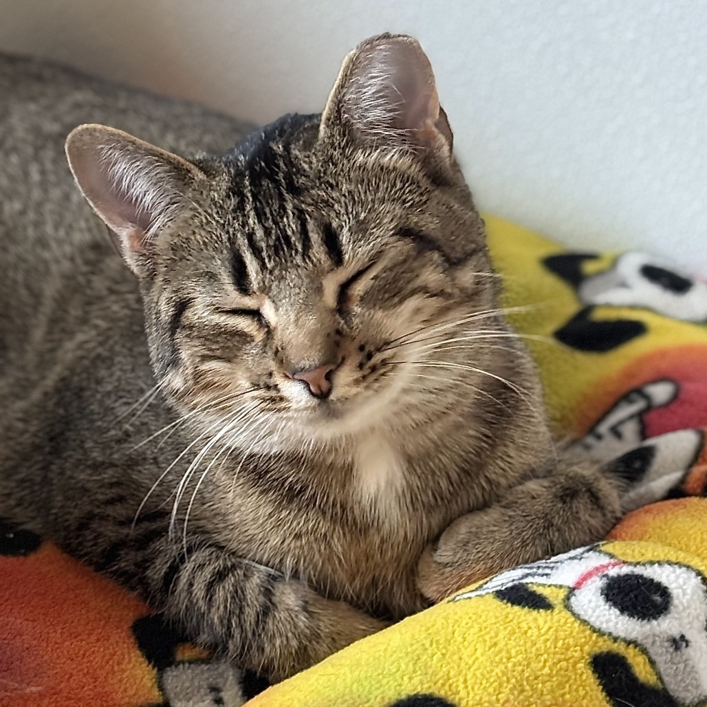 Peacock, an adoptable Domestic Short Hair in Brighton, MO, 65617 | Photo Image 5