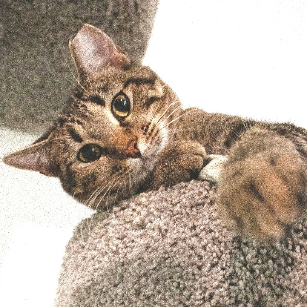 Peacock, an adoptable Domestic Short Hair in Brighton, MO, 65617 | Photo Image 5