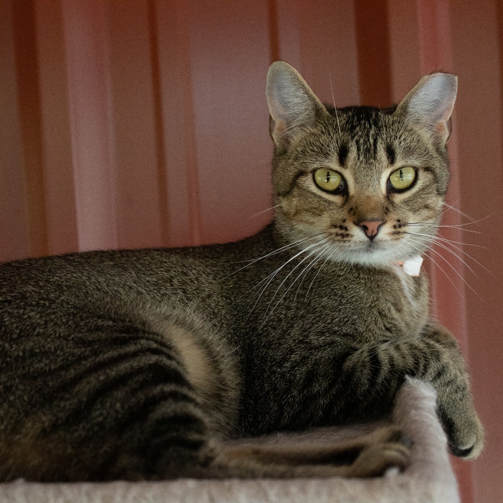 Peacock, an adoptable Domestic Short Hair in Brighton, MO, 65617 | Photo Image 6
