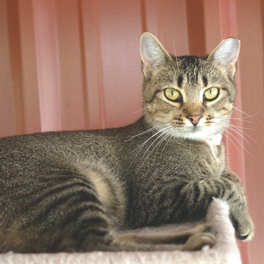 Peacock, an adoptable Domestic Short Hair in Brighton, MO, 65617 | Photo Image 6