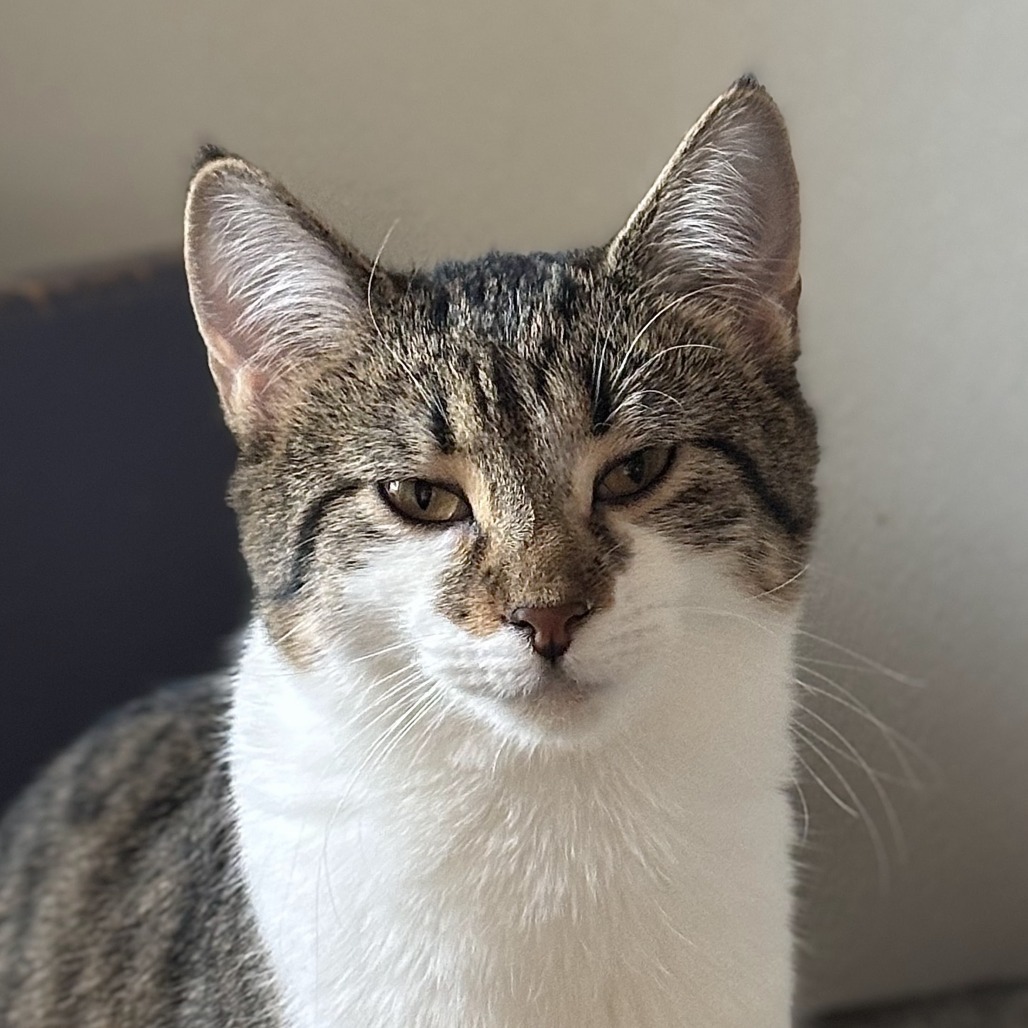 Guinea, an adoptable Domestic Short Hair in Brighton, MO, 65617 | Photo Image 1