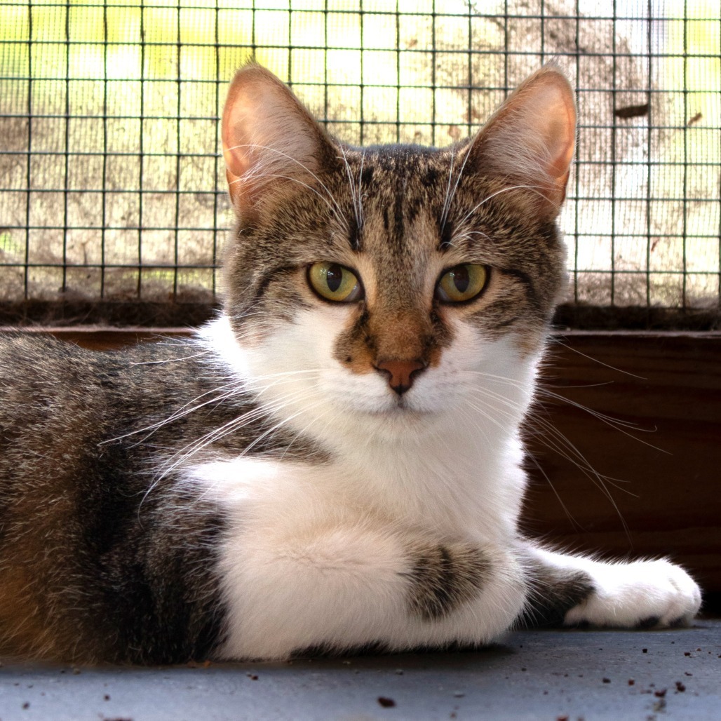 Guinea, an adoptable Domestic Short Hair in Brighton, MO, 65617 | Photo Image 1