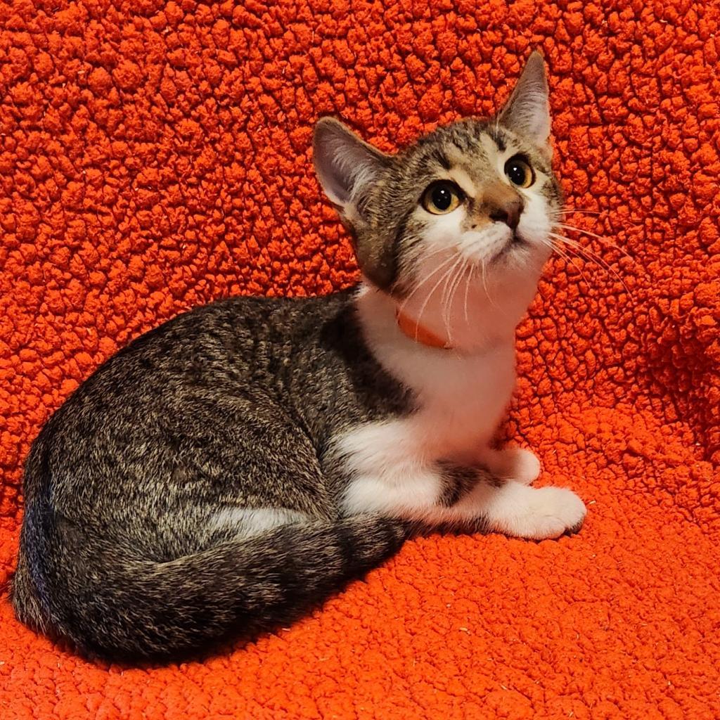 Guinea