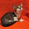 Guinea photo 2