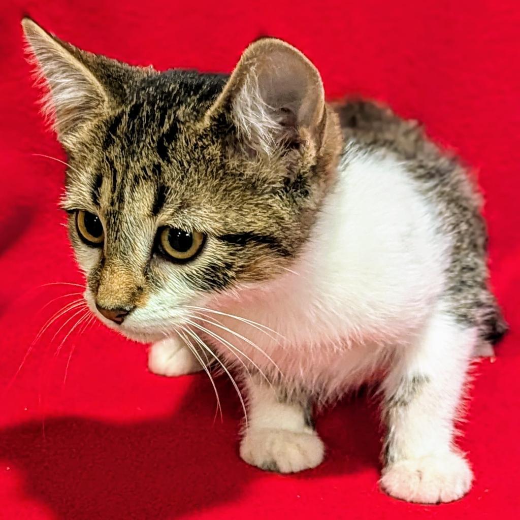 Guinea, an adoptable Domestic Short Hair in Brighton, MO, 65617 | Photo Image 3