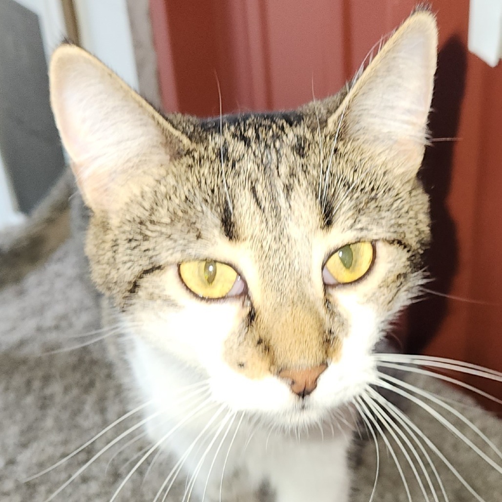 Guinea, an adoptable Domestic Short Hair in Brighton, MO, 65617 | Photo Image 3