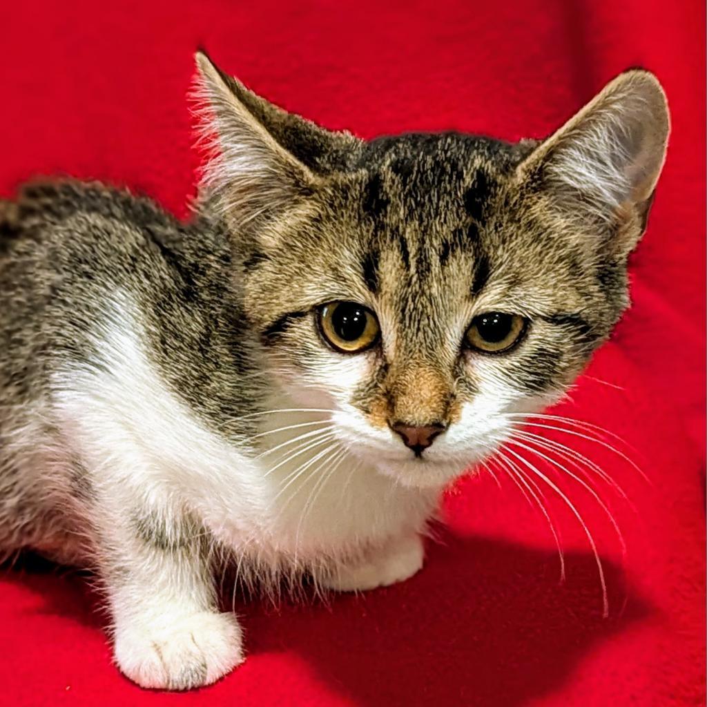 Guinea, an adoptable Domestic Short Hair in Brighton, MO, 65617 | Photo Image 4