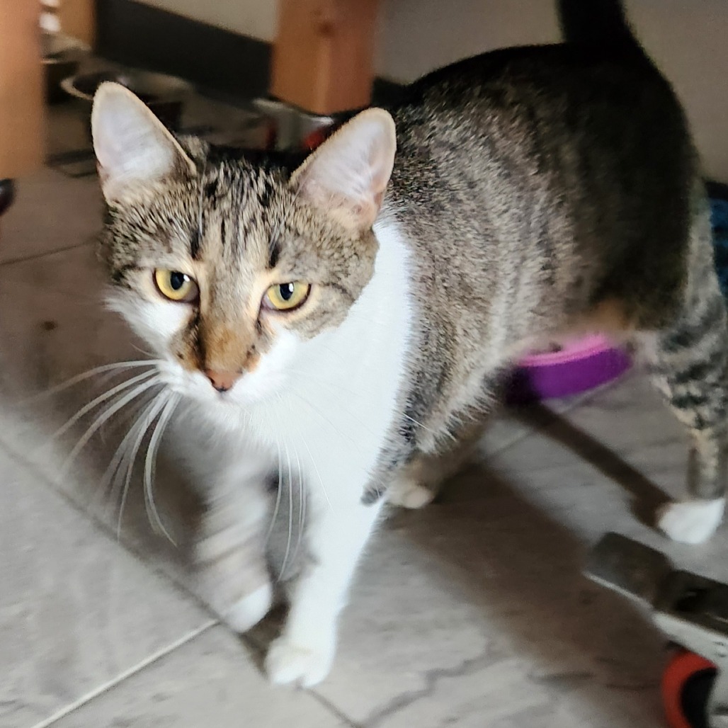 Guinea, an adoptable Domestic Short Hair in Brighton, MO, 65617 | Photo Image 4