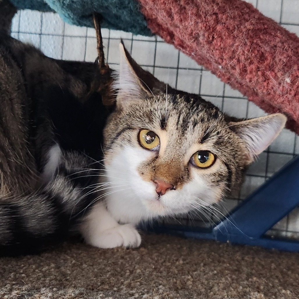Guinea, an adoptable Domestic Short Hair in Brighton, MO, 65617 | Photo Image 5