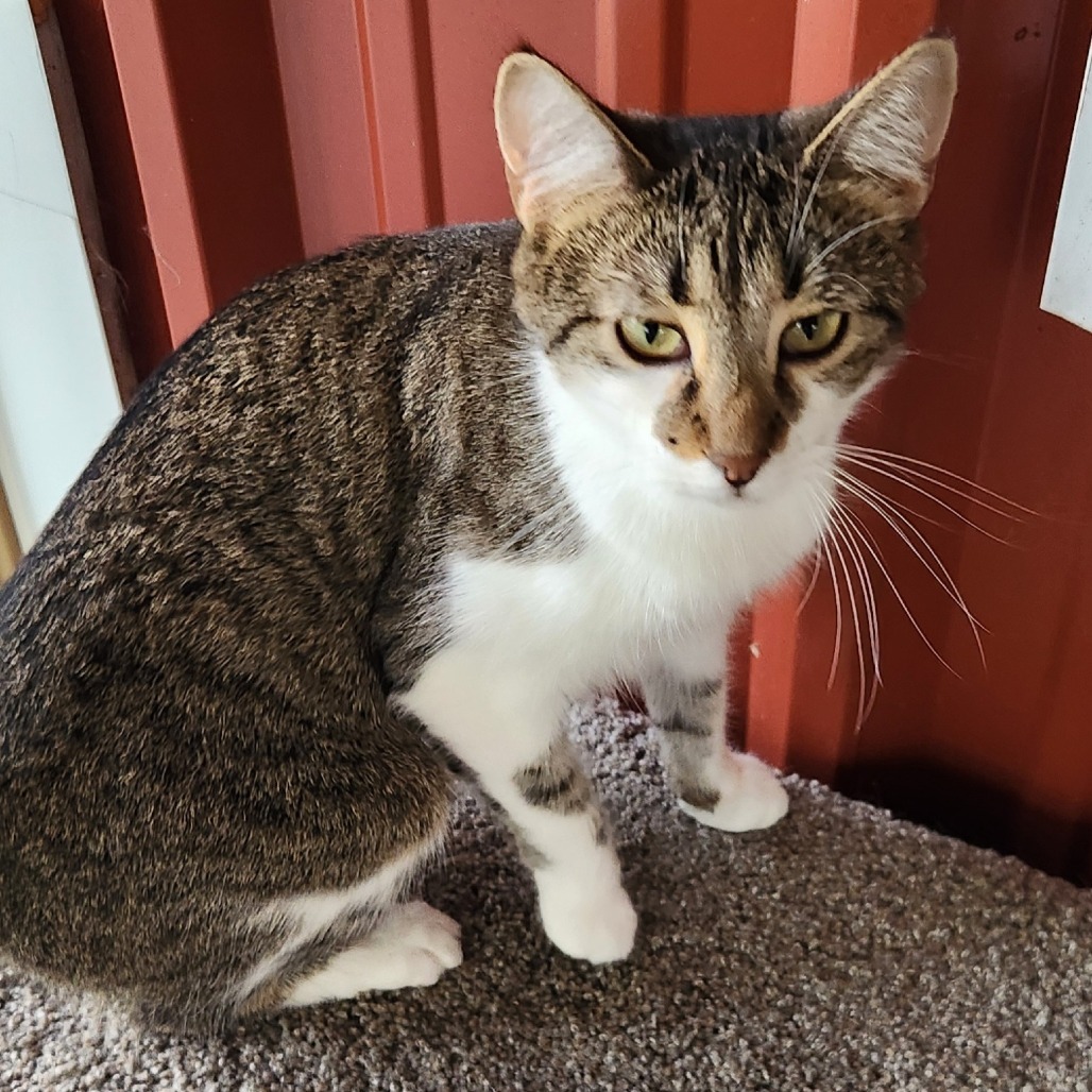 Guinea, an adoptable Domestic Short Hair in Brighton, MO, 65617 | Photo Image 5