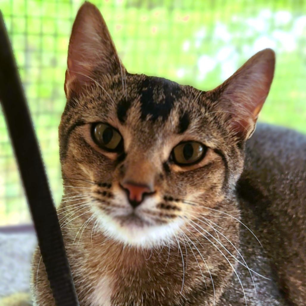 Emu, an adoptable Domestic Short Hair in Brighton, MO, 65617 | Photo Image 1