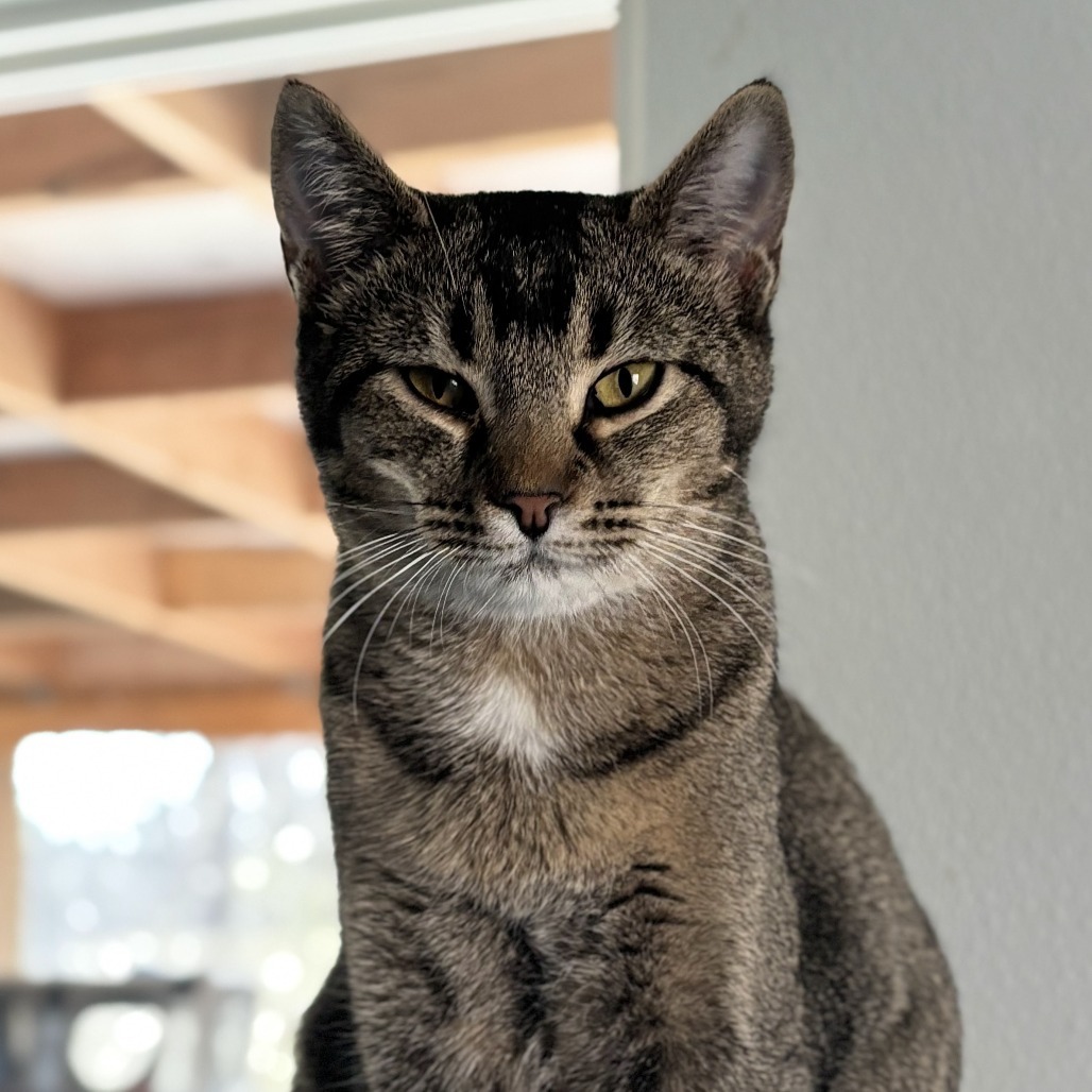 Emu, an adoptable Domestic Short Hair in Brighton, MO, 65617 | Photo Image 2