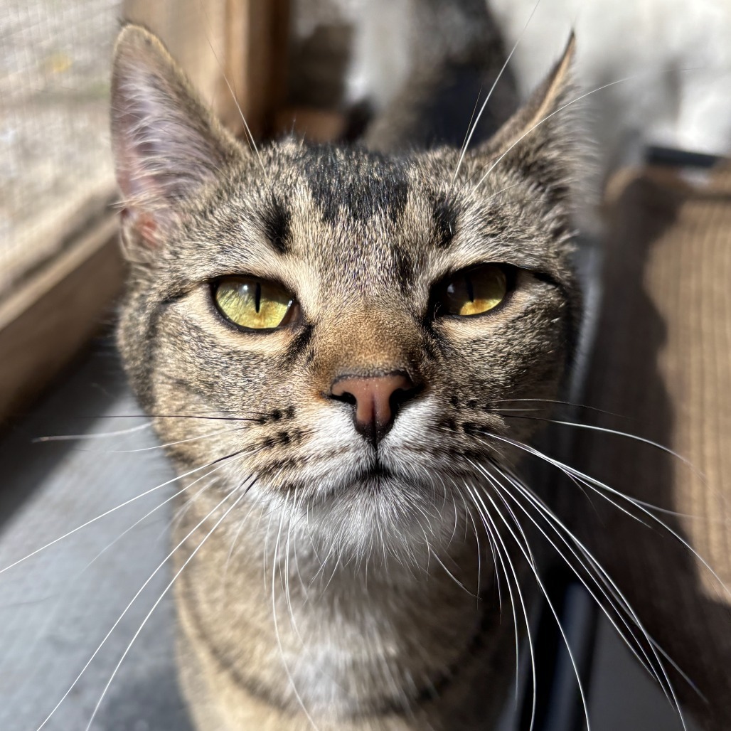 Emu, an adoptable Domestic Short Hair in Brighton, MO, 65617 | Photo Image 3