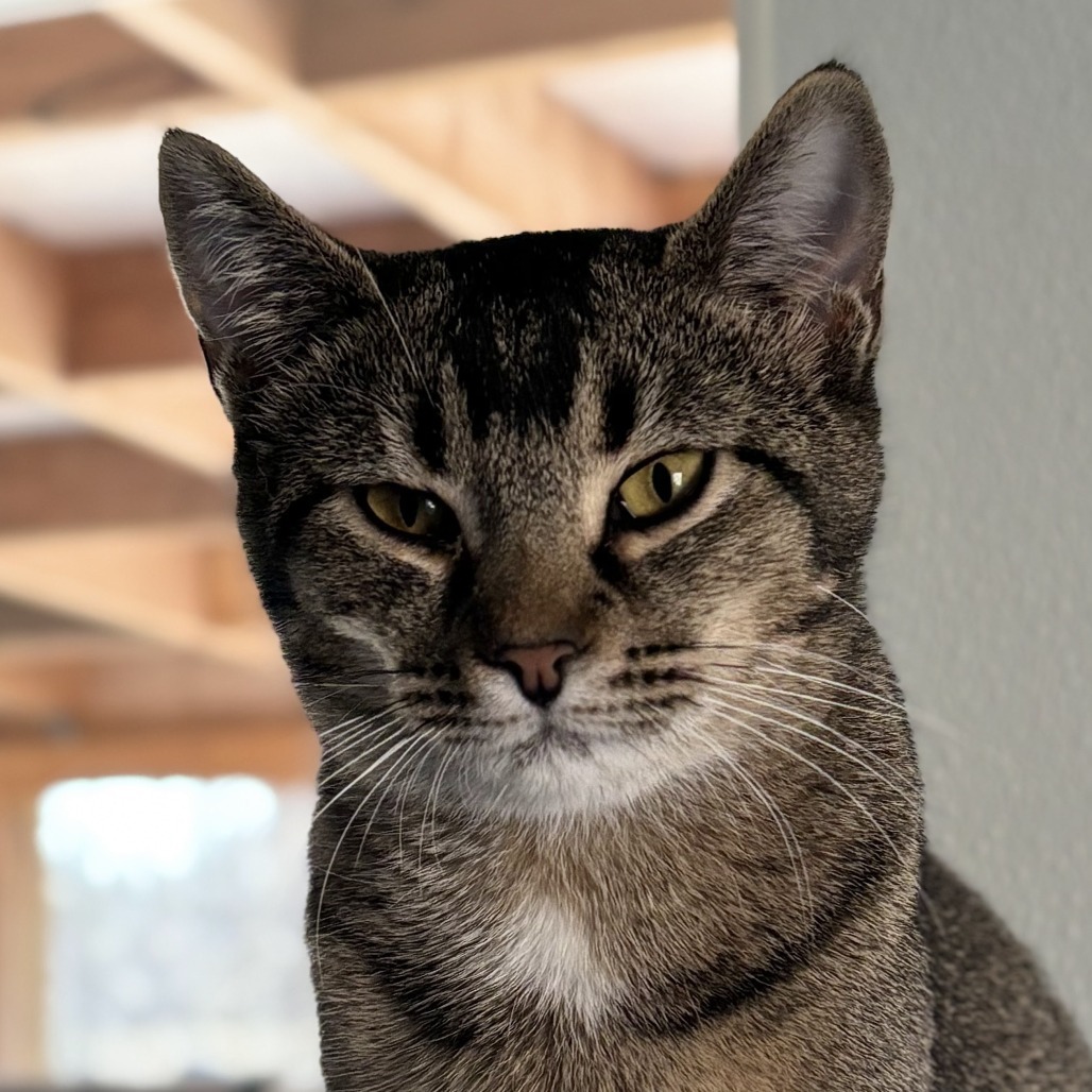 Emu, an adoptable Domestic Short Hair in Brighton, MO, 65617 | Photo Image 3