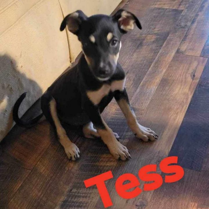 Tess 3