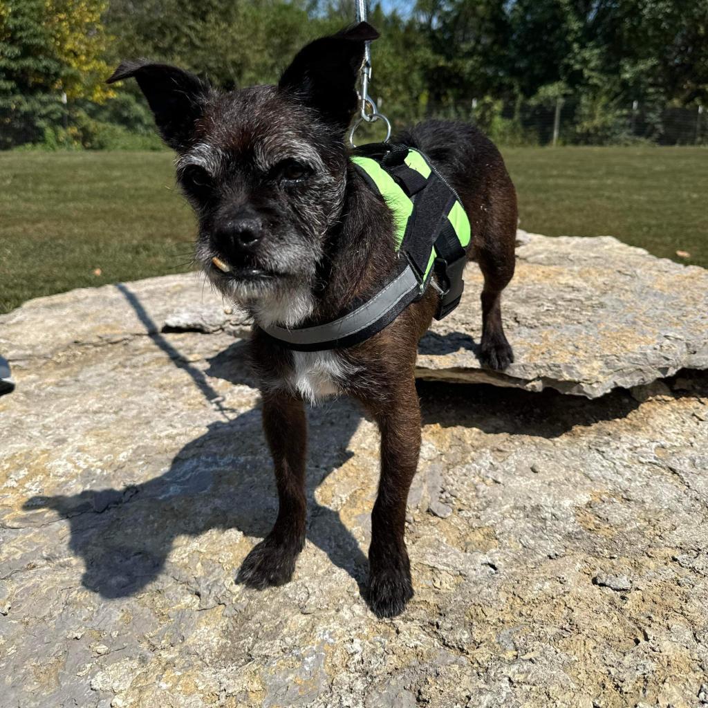 Sputnik