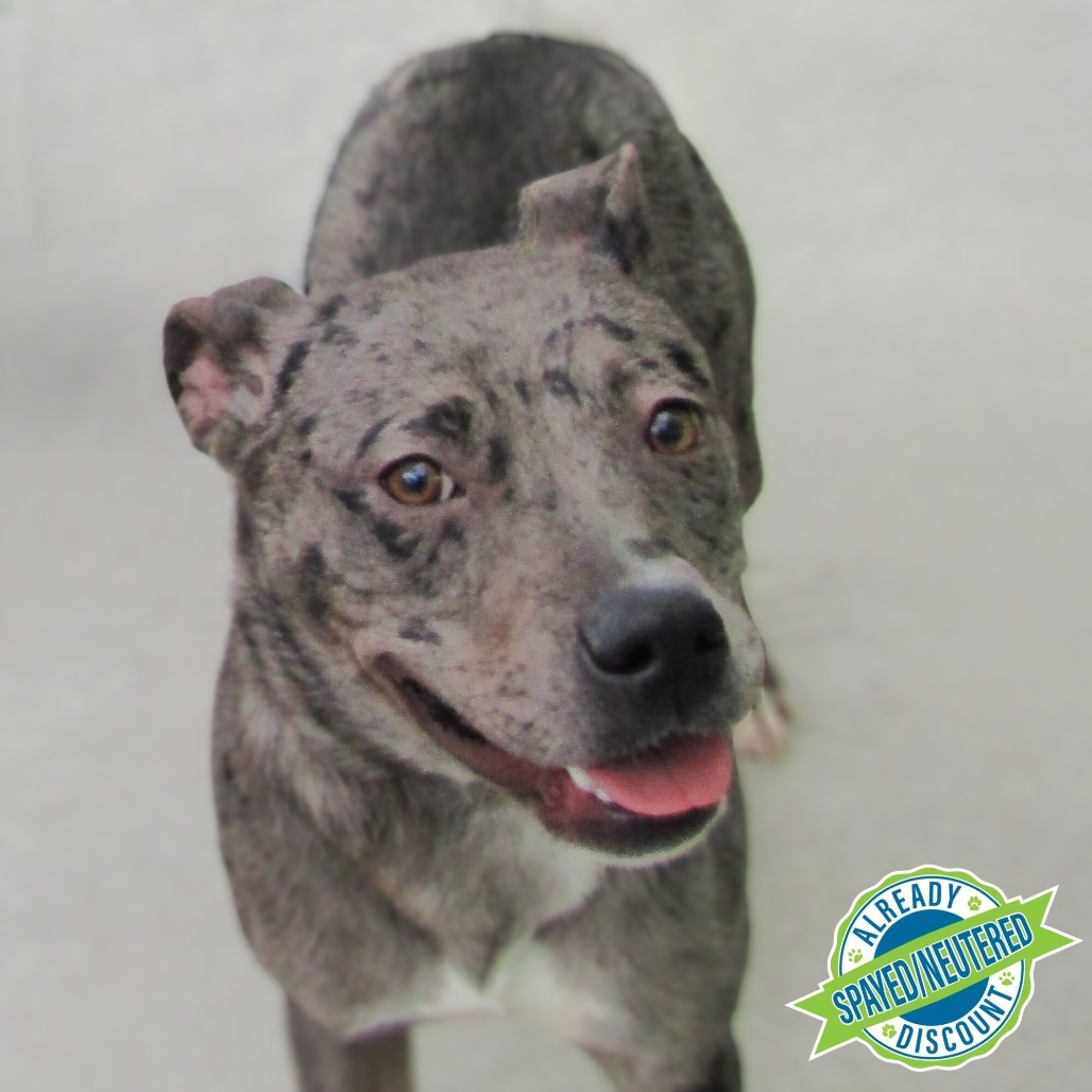 Amber, an adoptable Mixed Breed in Las Cruces, NM, 88012 | Photo Image 1