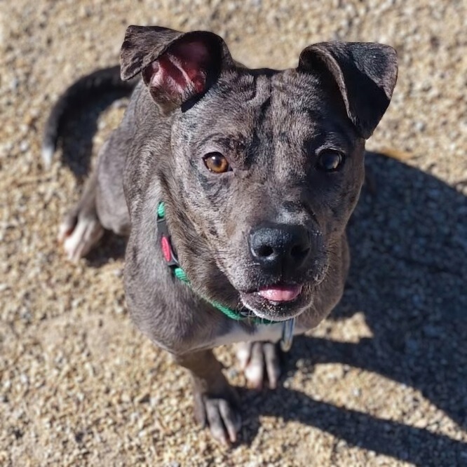 Amber, an adoptable Mixed Breed in Las Cruces, NM, 88012 | Photo Image 1