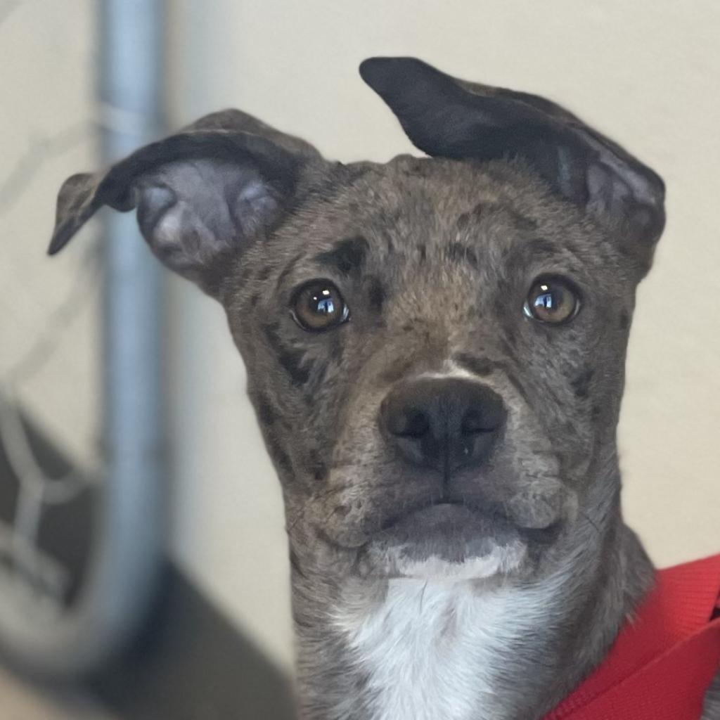 Amber, an adoptable Mixed Breed in Las Cruces, NM, 88012 | Photo Image 2