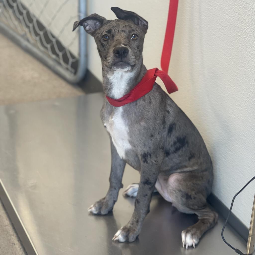 Amber, an adoptable Mixed Breed in Las Cruces, NM, 88012 | Photo Image 3