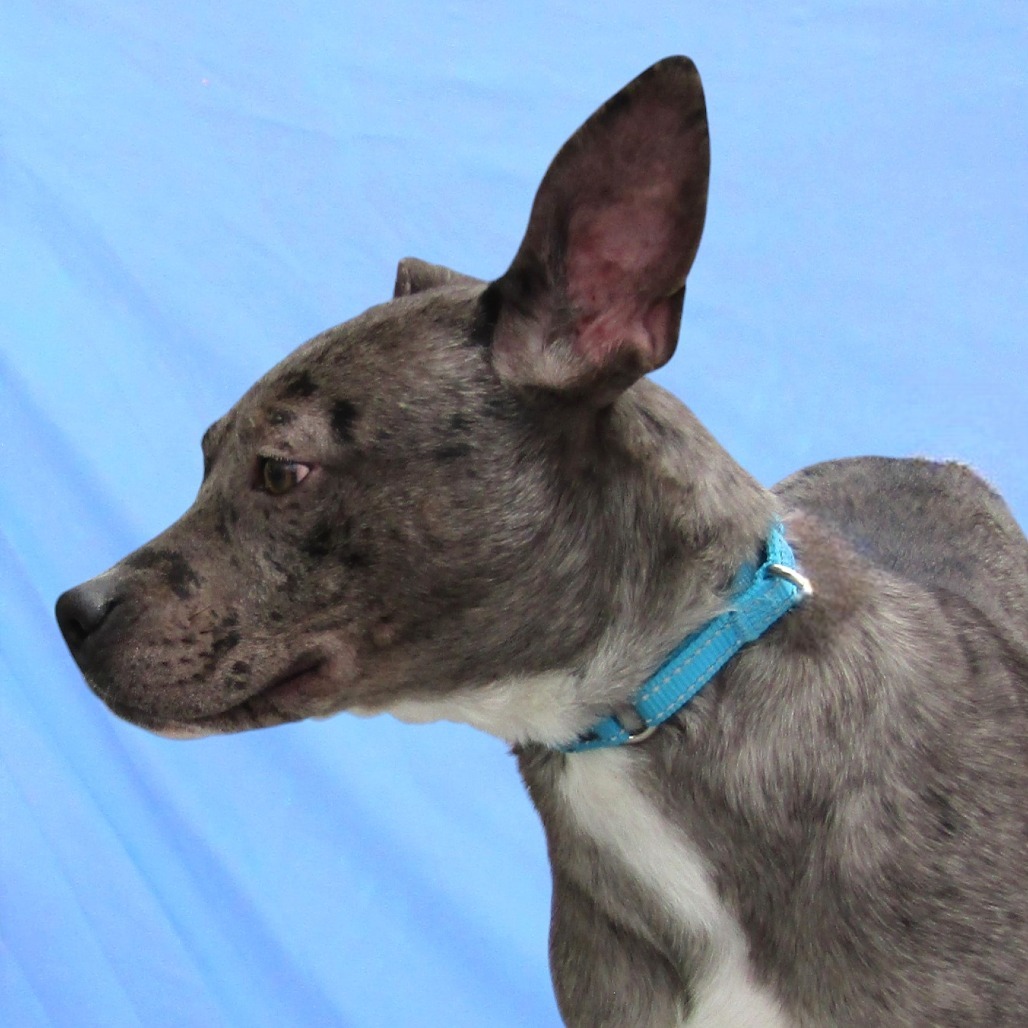 Amber, an adoptable Mixed Breed in Las Cruces, NM, 88012 | Photo Image 5