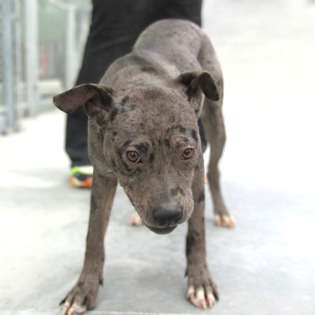 Amber, an adoptable Mixed Breed in Las Cruces, NM, 88012 | Photo Image 6