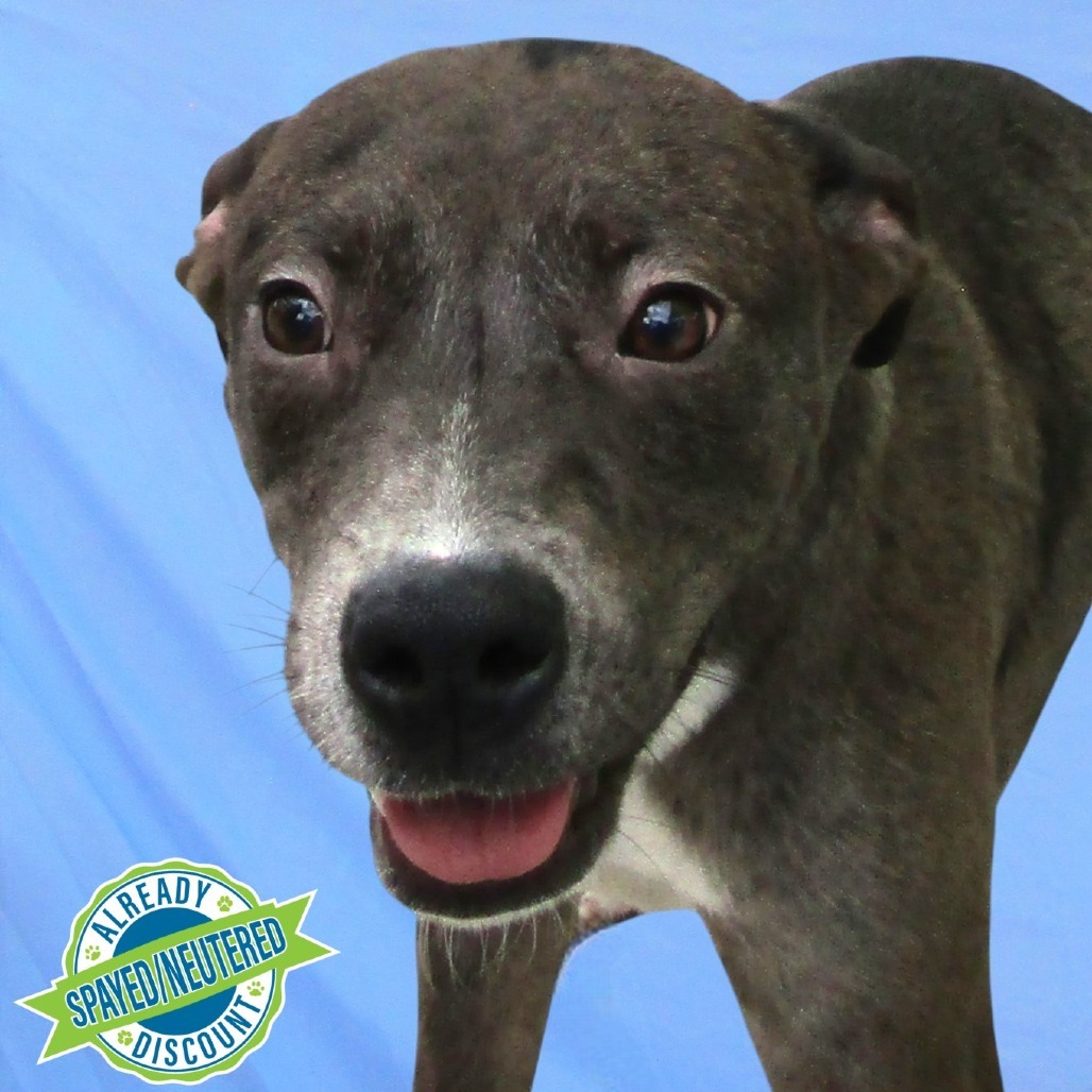 Ruby, an adoptable Mixed Breed in Las Cruces, NM, 88012 | Photo Image 1