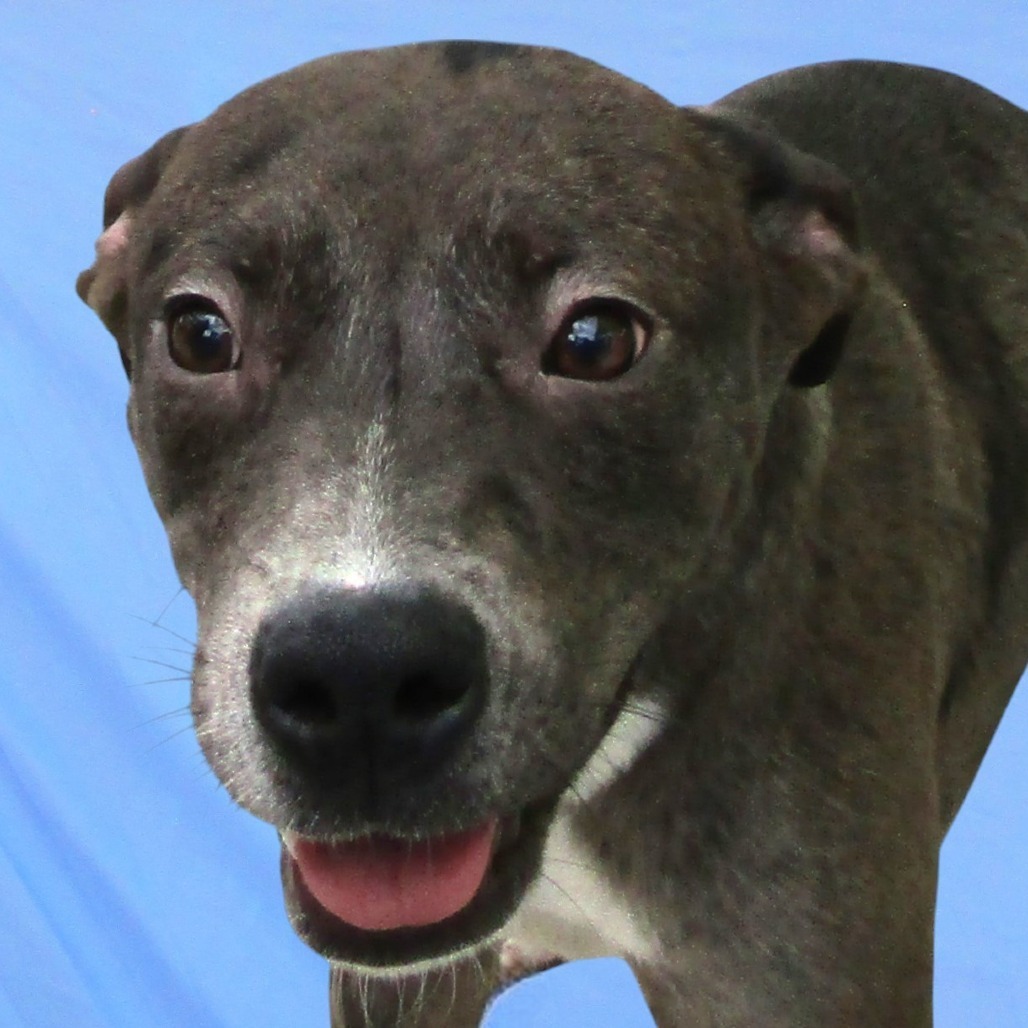 Ruby, an adoptable Mixed Breed in Las Cruces, NM, 88012 | Photo Image 1