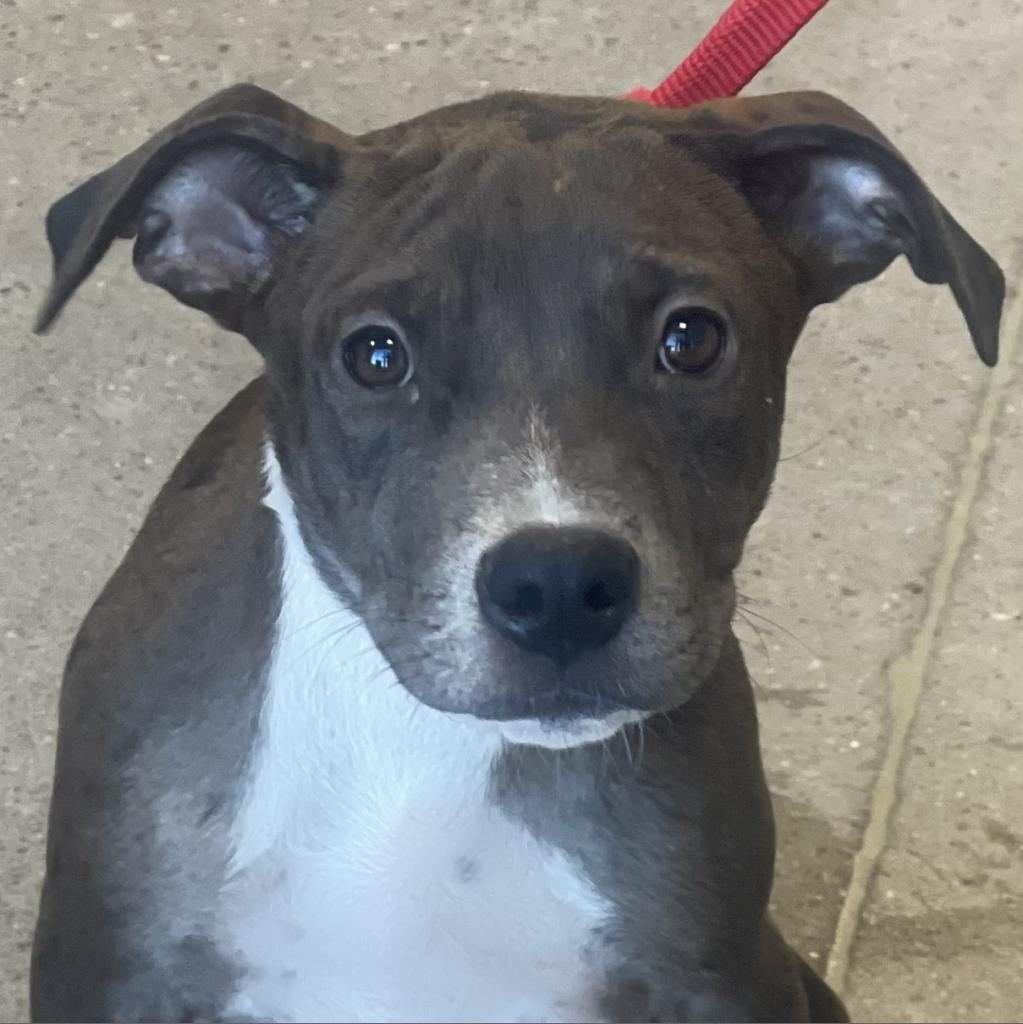 Ruby, an adoptable Mixed Breed in Las Cruces, NM, 88012 | Photo Image 2