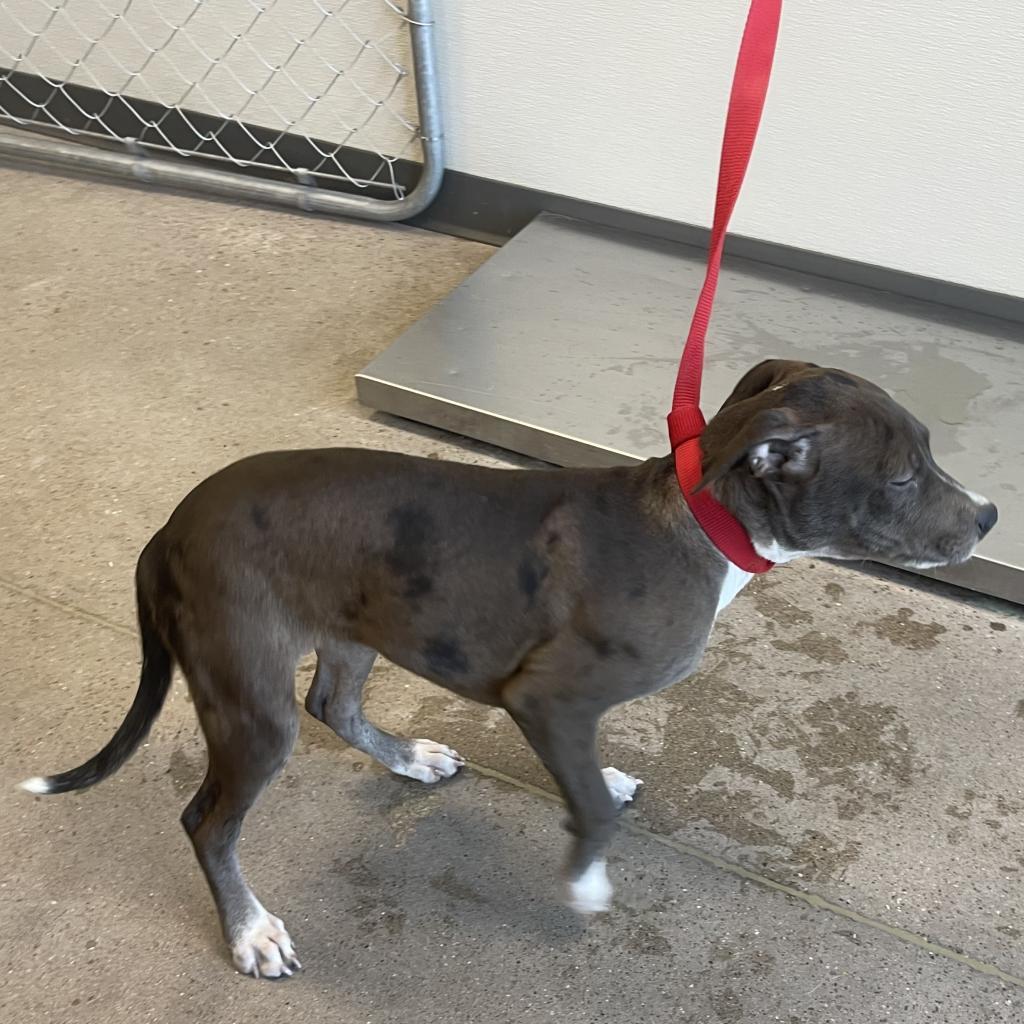 Ruby, an adoptable Mixed Breed in Las Cruces, NM, 88012 | Photo Image 3