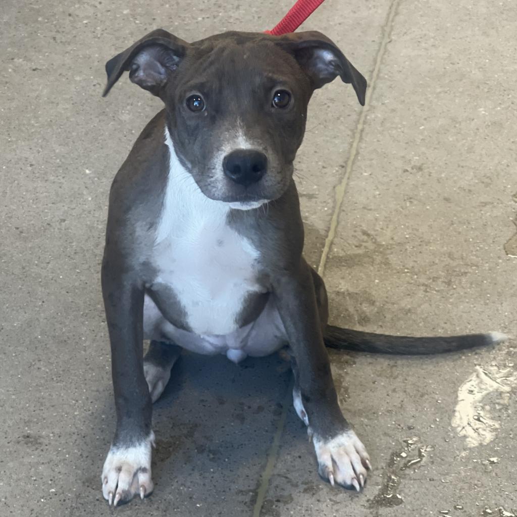 Ruby, an adoptable Mixed Breed in Las Cruces, NM, 88012 | Photo Image 4