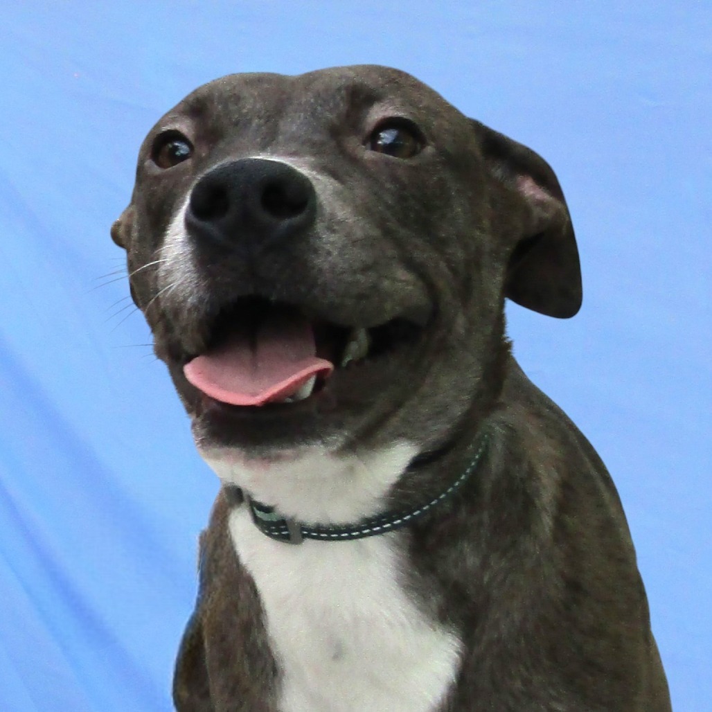 Ruby, an adoptable Mixed Breed in Las Cruces, NM, 88012 | Photo Image 5