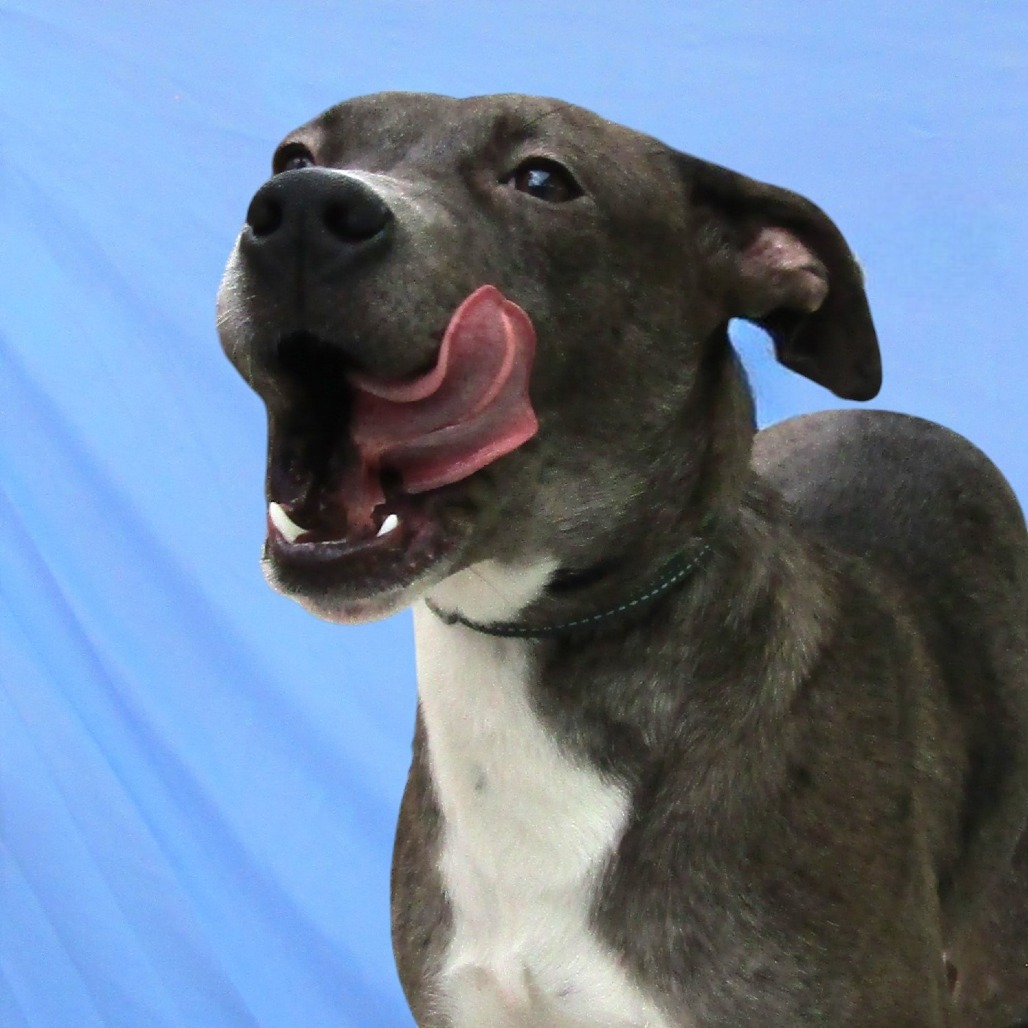 Ruby, an adoptable Mixed Breed in Las Cruces, NM, 88012 | Photo Image 6