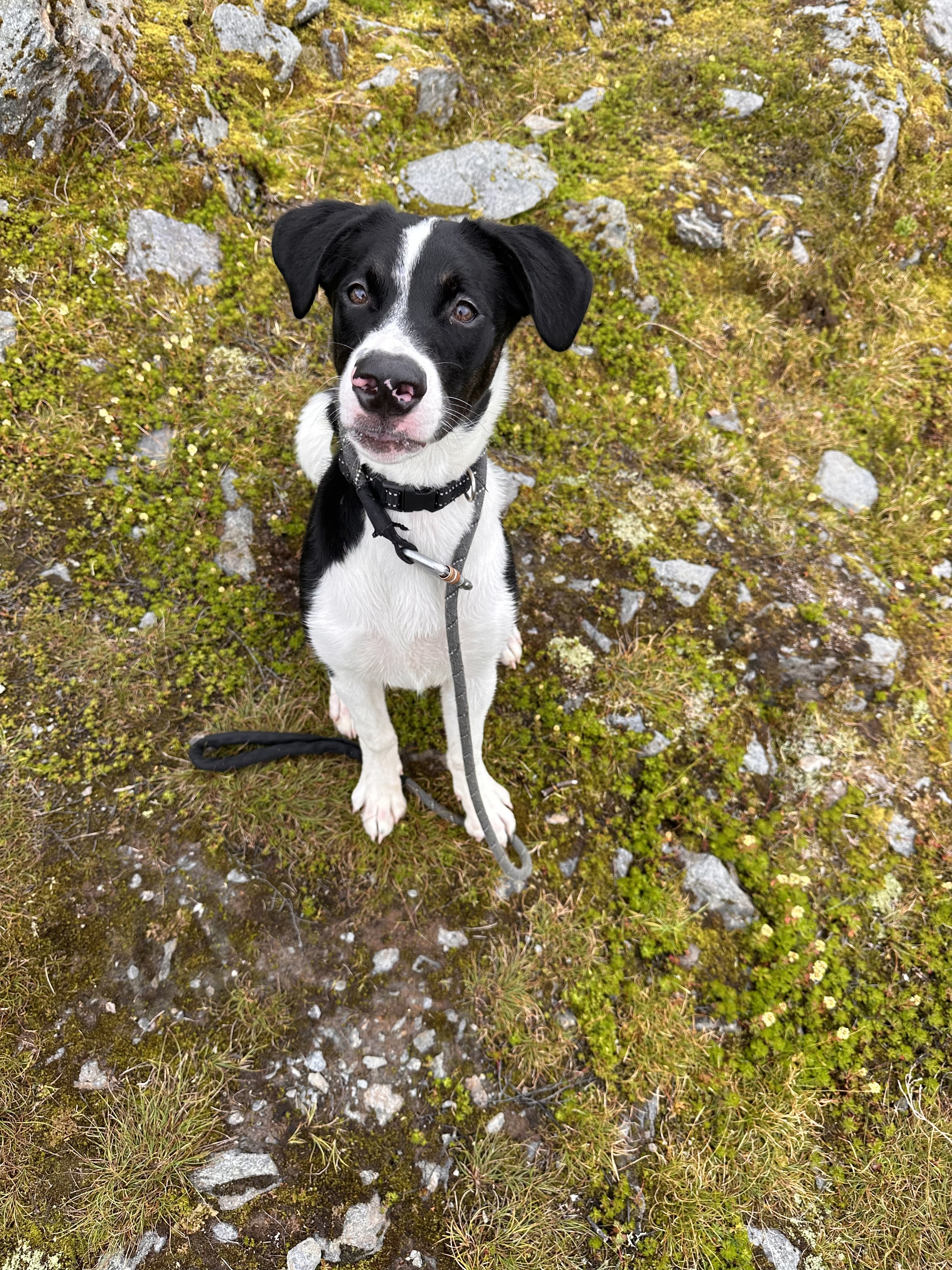 Flower, an adoptable Labrador Retriever in Wasilla, AK, 99654 | Photo Image 2