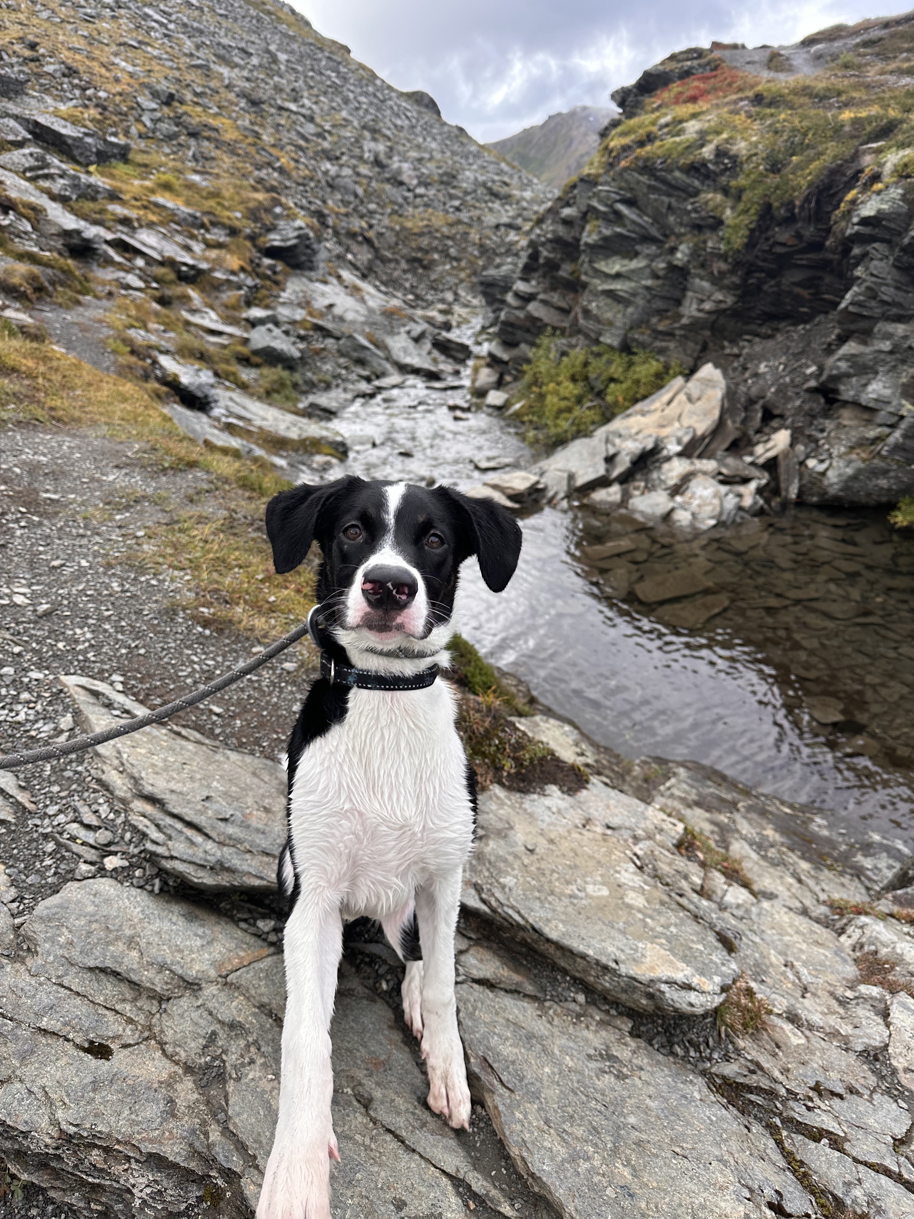 Flower, an adoptable Labrador Retriever in Wasilla, AK, 99654 | Photo Image 1