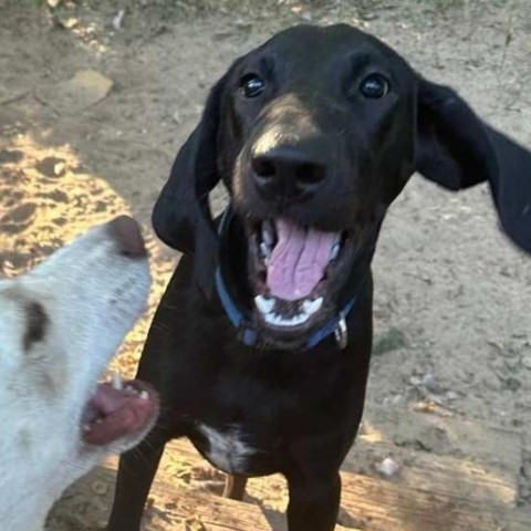 Sherlock Bones, an adoptable Plott Hound in Wadena, MN, 56482 | Photo Image 1