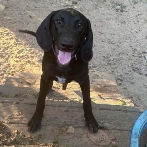 Sherlock Bones, an adoptable Plott Hound in Wadena, MN, 56482 | Photo Image 2