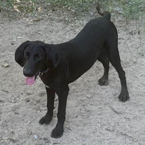 Sherlock Bones, an adoptable Plott Hound in Wadena, MN, 56482 | Photo Image 2